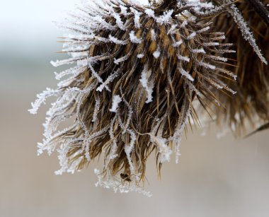 Sabah sonbaharda çiçek bulanık arka plan, hava arka plan, ilk frost ile süsleyin