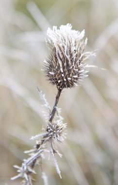 Sabah sonbaharda çiçek bulanık arka plan, hava arka plan, ilk frost ile süsleyin