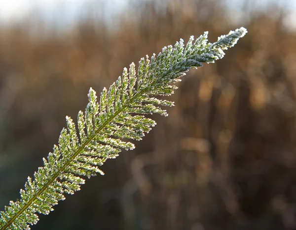 Een beeld van herfst ijzig gras, mat gras, ijzige bladeren, ijzige ochtend, eerste vorst in de herfst, vorst in het veld, koude, natuur achtergrond, filter Stockfoto