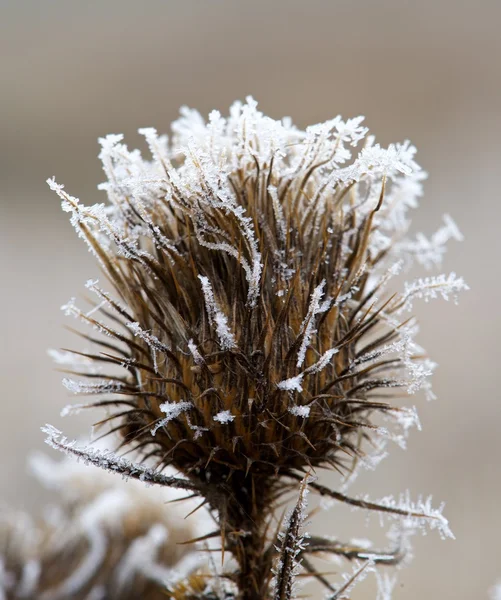 Ochtend vorst bloem met onscherpe achtergrond, weer achtergrond, eerste vorst in de herfst Rechtenvrije Stockfoto's