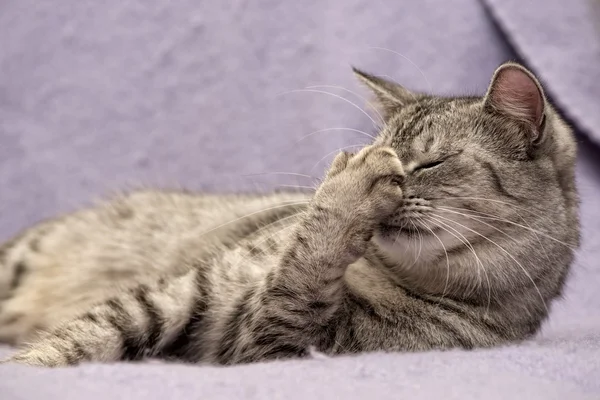 Grey cat lying on bed with close eyes in nice blur warm background, kitten, cat at home, portrait of cat — Stock Photo, Image