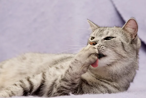 Retrato de gato de perto, apenas cabeça cultura, olhando para o topo, gato em marrom claro e creme olhando com implorando olhar para o espectador com espaço para publicidade e texto, cabeça de gato — Fotografia de Stock