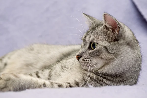 Kedi portresi yakın, sadece baş ekini, tepeye bakıyor, açık kahverengi ve kremalı kedi yalvararak bakıyor reklam ve metin için yeri olan izleyiciye, kedi kafası — Stok fotoğraf