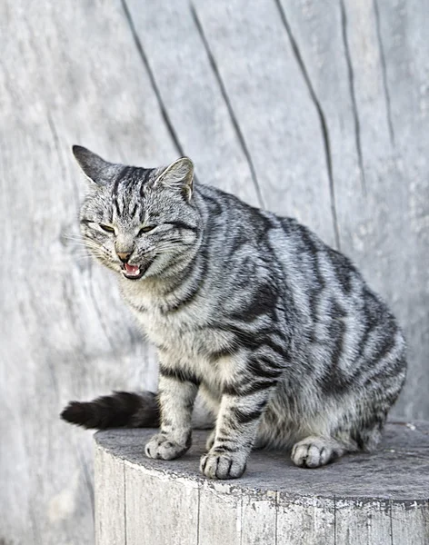 Grijze kat in grijze natuurlijke onscherpe achtergrond, boos Kat — Stockfoto