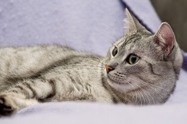 Kedi sıcak açık renkli, meraklı kedi, kedi evde, komik kedi, Evcil hayvan, gri meraklı kedi kedi portresi sol, seyir