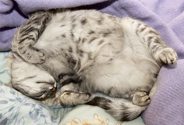 졸린 꿈꾸는 고양이 — 스톡 사진