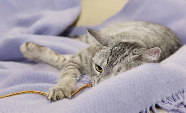 Kat op warme lichte achtergrond, nieuwsgierige kat, kat thuis, huisdieren, grappige kat grijs nieuwsgierige kat op zoek links, portret van de kat — Stockfoto