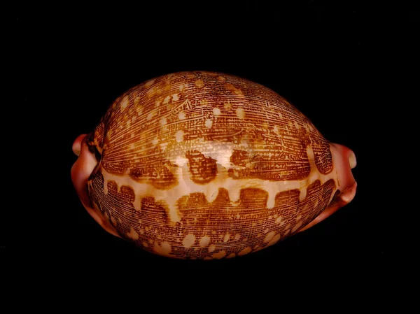 在黑暗的背景中孤立的贝壳。在黑色的海洋贝壳在深色的背景衬托的工作室环境中孤立的海贝壳。集合的海贝壳。奇异的海洋生物 — 图库照片
