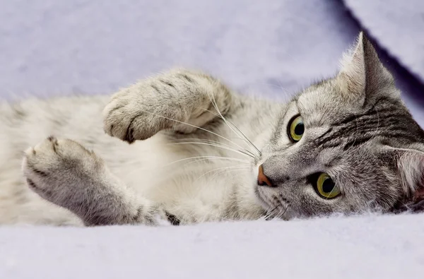 Portrait of young grey cat — Stock Photo, Image