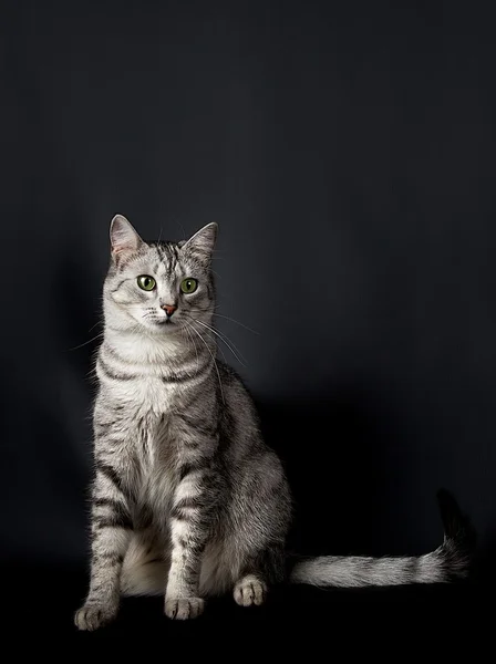 Studio ciddi kedi — Stok fotoğraf