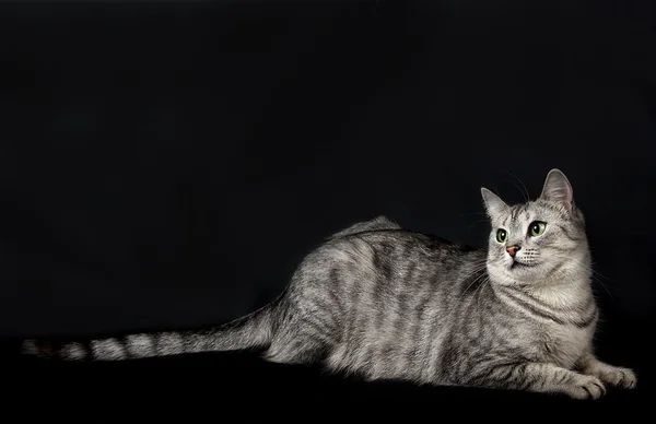 Кот в темной студии, портрет кота — стоковое фото