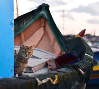 Günbatımı Marsaxlokk, Malta için renkli teknede üzgün kedi