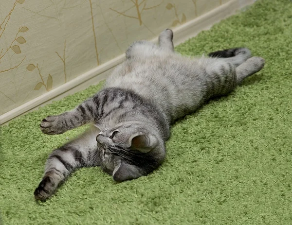 Γάτα παίζει σε έναν καναπέ, που βλέπουν με υπόμνημα Κοιτάξτε επίμονα το θεατή με χώρο για διαφήμιση και κείμενο, κατοικίδιο ζώο — Φωτογραφία Αρχείου