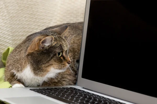 Small cat in a home office peeping behind a computer screen, domestic cat in natural background, small cat playing at home, playing cat, cat and computer.Cat sitting and looking at computer screen — Stock Photo, Image