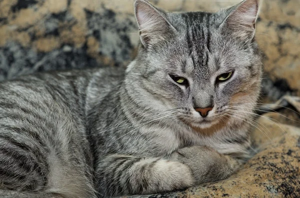 Gezicht van de kat close-up. Kat liggend op een tapijt, kant gezicht foto. Portret van dromen kat — Stockfoto