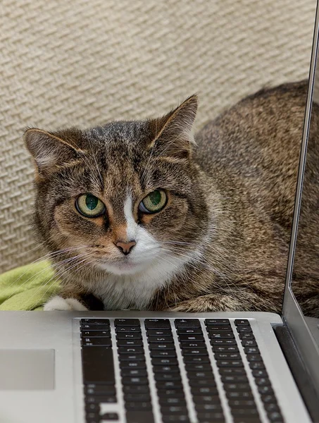 Serious cat, cat at home, domestic animal, grey serious cat in blurry background. Brown cat — Stock Photo, Image