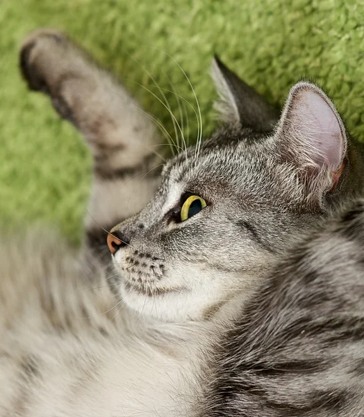 Retrato de gato de cerca. Cara de gato — Foto de Stock