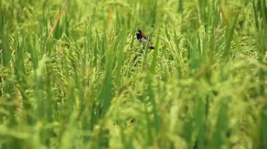 Yakın mesafeden görülen yeşil pirinç ağaçları arasında bir serçe seçici odaklanma, biraz bulanıklık ve ses klipsi ile
