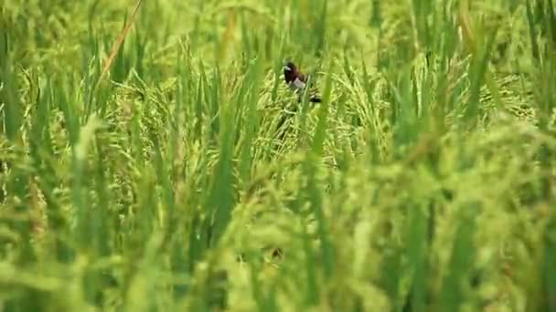 Sparrow Verdant Rice Trees Seen Close Distance Selective Focus Little — Stock Video