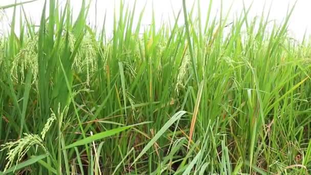 Yakın Mesafeden Görülen Yeşil Pirinç Ağaçları Seçici Odaklı Daha Bulanık — Stok video