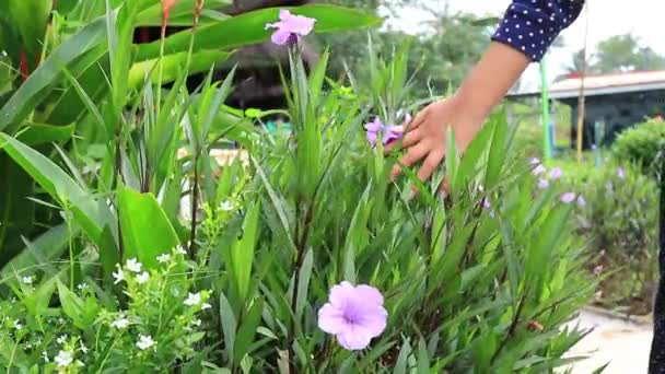 Groene Bladeren Bloemen Spelen Een Prachtige Tuin — Stockvideo