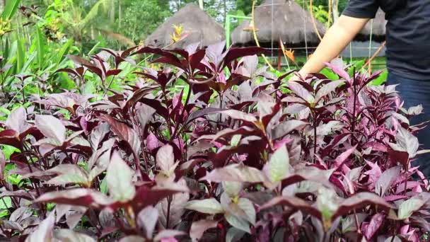 Jugando Jardín Tocando Las Hojas Purpúreas Frescas — Vídeo de stock