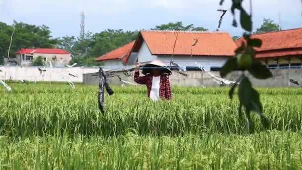 Bauern Bei Der Spatzenjagd Auf Ihren Feldern Pekalongan Indonesien November — Stockvideo