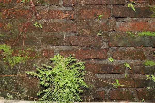 Not focus image, old walls that have been overgrown with moss and algae