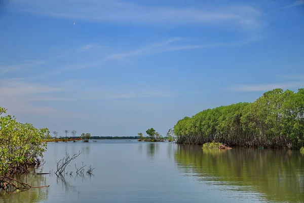 Inte Fokus Och Buller Bild Kust Mangrove Skogar Och Nära — Stockfoto