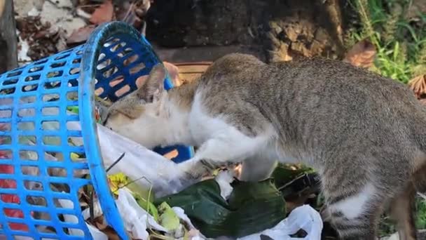 Stray Cats While Foraging Pile Trash Cans Side Road Pekalongan — Vídeo de Stock