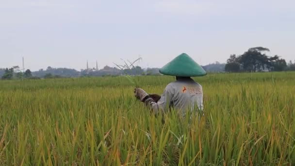 Atividades Agricultores Limpando Ervas Daninhas Seus Campos Pekalongan Indonésia Abril — Vídeo de Stock