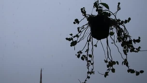 Bakgrundsbelysning Klipp Vackra Blommor Hängande Mot Bakgrund Kraftigt Regn Buller — Stockvideo