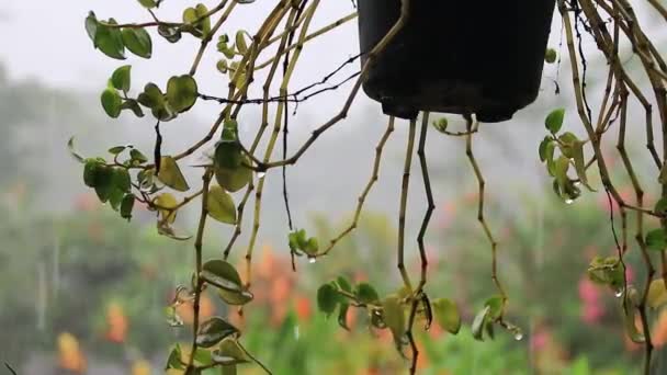 Mooie Bloemen Opknoping Tegen Achtergrond Van Zware Regen Lawaai Niet — Stockvideo