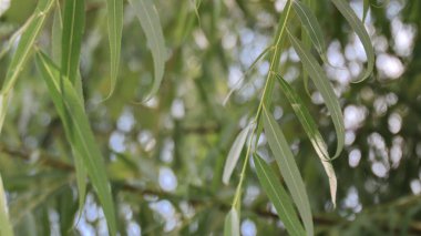  Okaliptüs ya da Melaleuca leucadendra ağacı yaprakları, yakın plan, seçici odaklı resim.