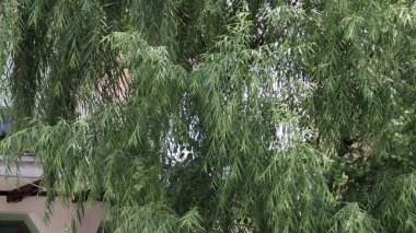  Okaliptüs ya da Melaleuca leucadendra ağacı yaprakları, yakın plan, seçici odaklı resim.