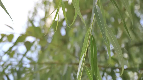 Hojas Eucalipto Árbol Melaleuca Leucadendra Imagen Enfoque Selectivo Primer Plano —  Fotos de Stock