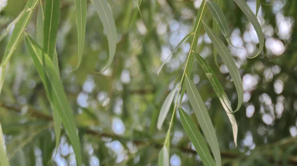 Liście Eukaliptusa Lub Melaleuca Leucadendra Zbliżenie Wybiórczy Obraz Ostrości — Zdjęcie stockowe