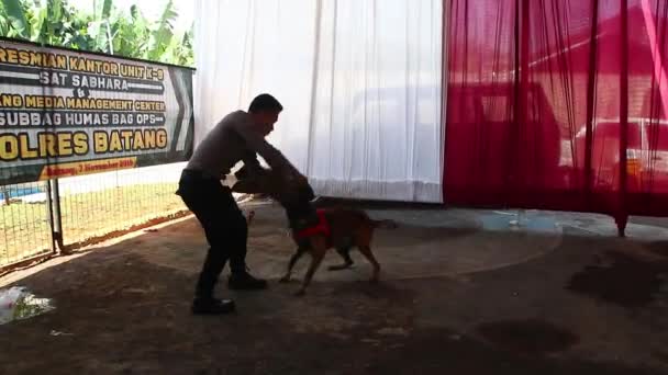 Membro Polícia Equipe Especialistas Cães Farejadores Durante Treinamento Batang Indonesia — Vídeo de Stock