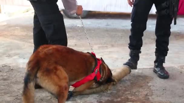 Полицейский Член Команды Специалисты Поиску Собак Время Тренировки Батанг Индонезия — стоковое видео