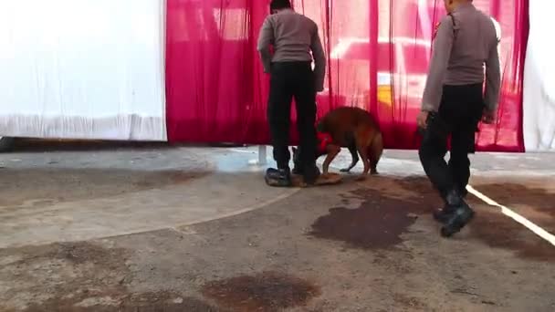 Politielid Van Het Team Sniffer Dog Specialisten Tijdens Training Batang — Stockvideo