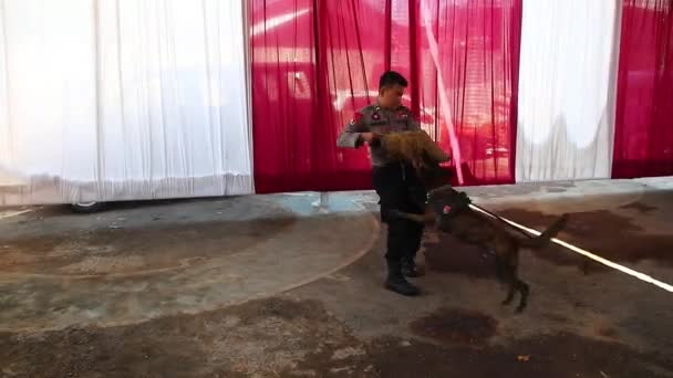 Politielid Van Het Team Sniffer Dog Specialisten Tijdens Training Batang — Stockvideo