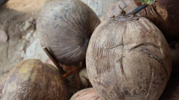 Oude Groene Bruine Kokosnoten Zijn Samen Gestapeld Gedroogde Kokosnoot Buitenzonlicht — Stockfoto