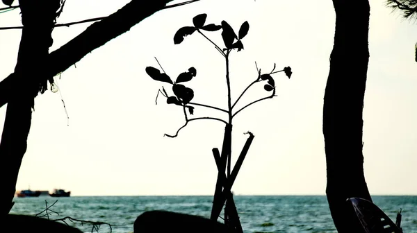 Isoler Abstrait Noir Blanc Arbre Branches Arbre Contre Ciel — Photo