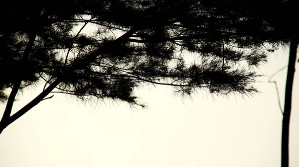 アブストラクト空に対して木の枝 木の黒と白を隔離する — ストック写真