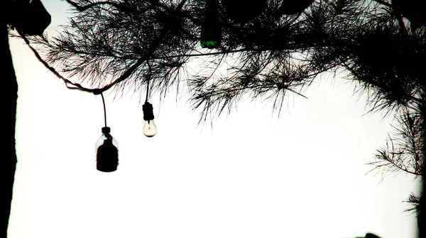 Isoler Abstrait Noir Blanc Arbre Branches Arbre Contre Ciel — Photo