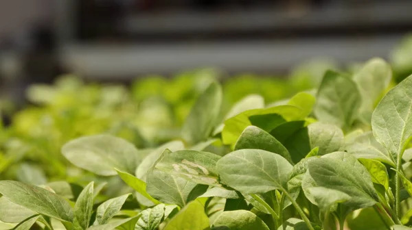 Selectieve Focusbeeld Chili Aubergine Zaden Plantenzaden Houten Container Klaar Worden — Stockfoto