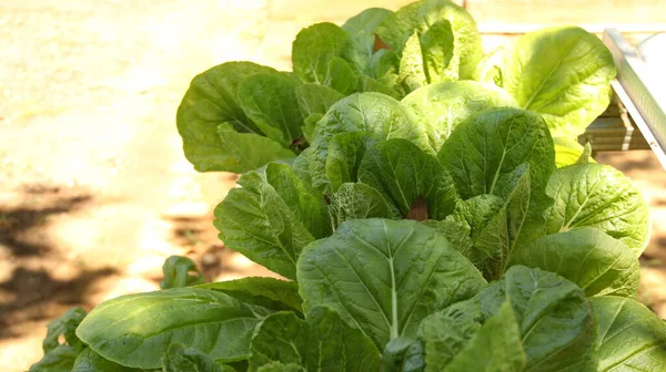 Green Vegetable Beautiful Green Lettuce Hydroponic Farm — Stock Photo, Image