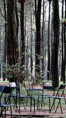 Boş sandalyeler bir çam ormanında bir masanın yanında oturup, doğada rahatlama ve tefekkür için huzurlu ve huzurlu bir atmosfer yaratırlar..