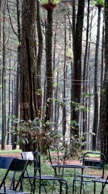 Boş sandalyeler bir çam ormanında bir masanın yanında oturup, doğada rahatlama ve tefekkür için huzurlu ve huzurlu bir atmosfer yaratırlar..