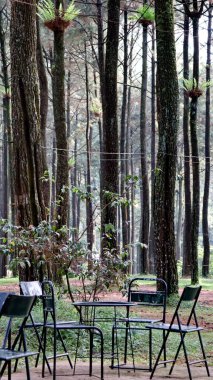 Boş sandalyeler bir çam ormanında bir masanın yanında oturup, doğada rahatlama ve tefekkür için huzurlu ve huzurlu bir atmosfer yaratırlar..
